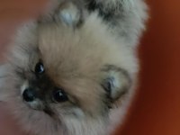 2 aylık erkek Pomeranian Boo Yavru