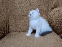 British shorthair silver point kızımız
