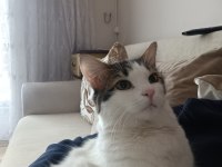 acil sahiplendirmek istiyorum