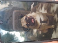 Pug mops paşa