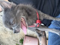 Chihuahua Erkek 5 Yaşında