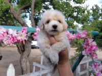 Yavru Maltipoo Bebeklerimiz