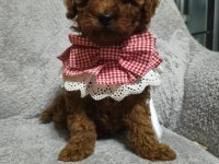 Toy poodle yavru