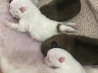 40 günlük bebek köpeklerimize yuva arıyoruz