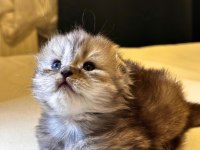 Scottish fold yavrularımız ayı surat