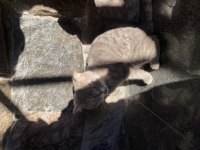 British shorthair 1,5 yaşında