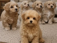 Orijinal Kore Maltipoo Köpekler