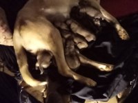 ÜST DÜZEY VASIFLI KANGAL YAVRULARI İZMİR