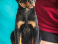A Şecereli Rottweiler Yavrularım
