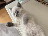 Safkan british shorthair blue point