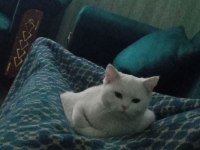 9 Aylık british shorthair Kızım Mia ya Yuva Arıyoruz