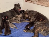 Evinizin yeni üyesi cane corso kapıda ödeme vardır