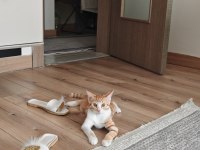 4 Aylık Aşıları Tam Tuvalet Eğitimli Uysal Erkek Kedimiz