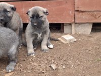 Orjinal saf kangal yavru