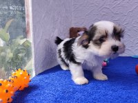 Neşe kaynağı morkie yavrularımız