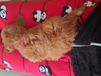 Maltipoo köpeğimi veriyorum daha yeni aldık