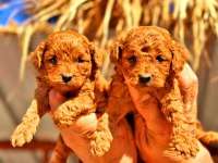 Toy poodle yavrularında son nokta