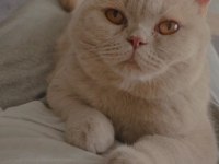 Scottish fold yavrular