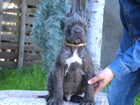 Fcı-Kıf Şecereli Safkan Cane Corso