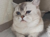 Erkek 2 yaşında CBA Sertifikalı British Shorthair