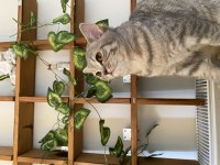 Gri beyaz dişi british shorthair
