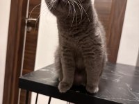 ÜCRETSİZ SAHİPLENDİRME KEDİLERİM
