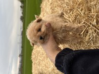 Micro Orjinal Kore Toy Poodle