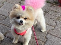 Pomeranian evlatlar