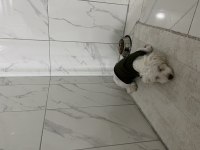 Süs Köpeği Maltepe