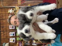 Safkan border collie yavruları