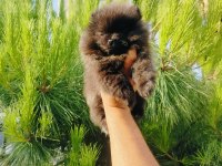 Siyah inci pomeranian yavruları