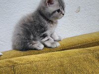 2 Aylık Orjinal British Shorthair
