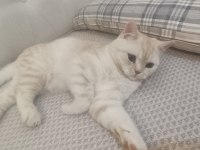 British shorthair kedim paşa yeni sahibini bekliyor