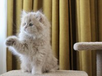 Pofuduk ayıcık british longhair