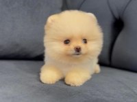 Pomeranian boo