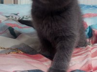 2 aylık Scottish fold yavru