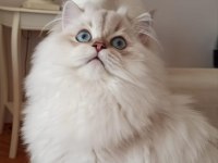 Kısır 3 yaşında british longhair erkek