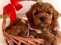 Aşılı Pasaportlu Mikroçipli Toypoodle Yavrularımız 