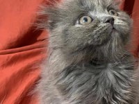 Ankara içi scottish fold yavrum sahiplendirilecektir