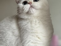 Kocaman Masmavi Gözlü Silver British Shorthair