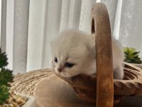 Silver erkek top kafa british shorthair bebeğim