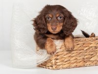Safkan longhair mini dachshund yavrular