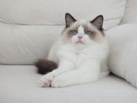Full şecereli ragdoll yavruları