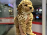 Bebek Orijinal Maltipoo