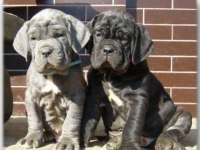 Cam Gözlü Cane Corso Yavrular