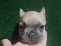 FRENCH BULLDOG YAVRULARIM