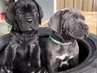 Evinizin Yeni Üyesi Cane Corso Kapıda Ödeme Vardır