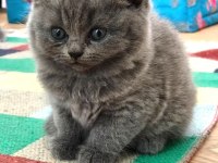 2 Aylık British Longhair