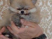 Show kalite pomeranian boo