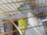 Konuşan Muhabbet kuşları